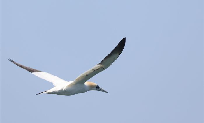 Gannet